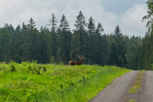 Hirsch Wald